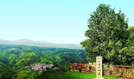 冰岛老寨91号茶直播,探寻神秘古树茶的传奇魅力